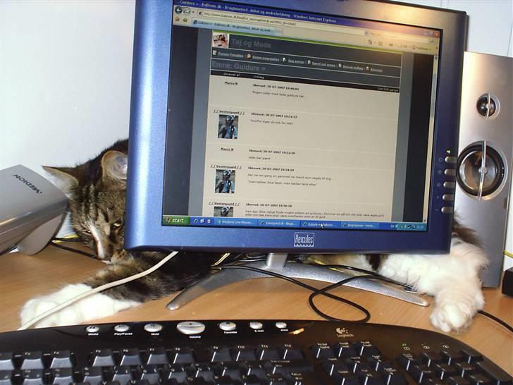 Norsk Skovkat Gizmo - der er da masser af plads til en lille mis bag sådan en skærm.. ej hov, kom jeg til at vælte højttaleren *sg* billede 17