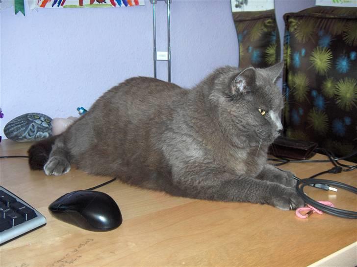 Blanding af racer Mille billede 12