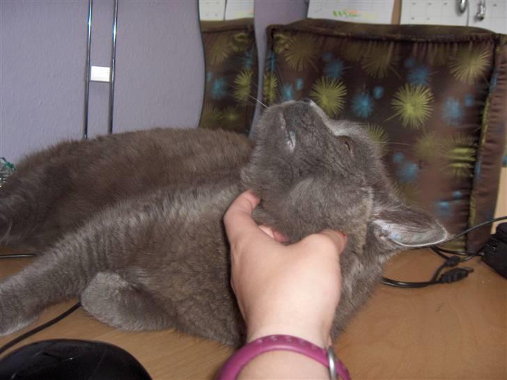 Blanding af racer Mille billede 13