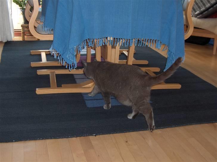 Blanding af racer Mille billede 14