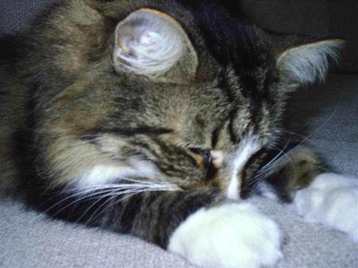 Norsk Skovkat Gizmo - Mit lille pus, godt bedøvet efter en tandrensning... billede 18