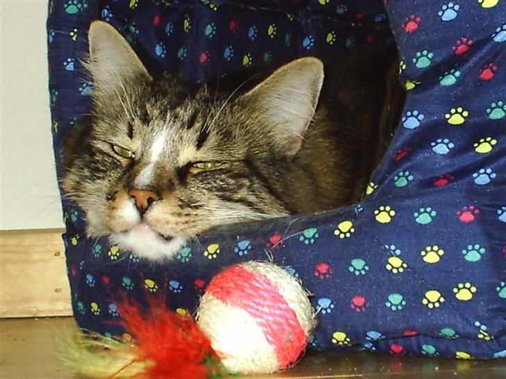 Norsk Skovkat Gizmo billede 19