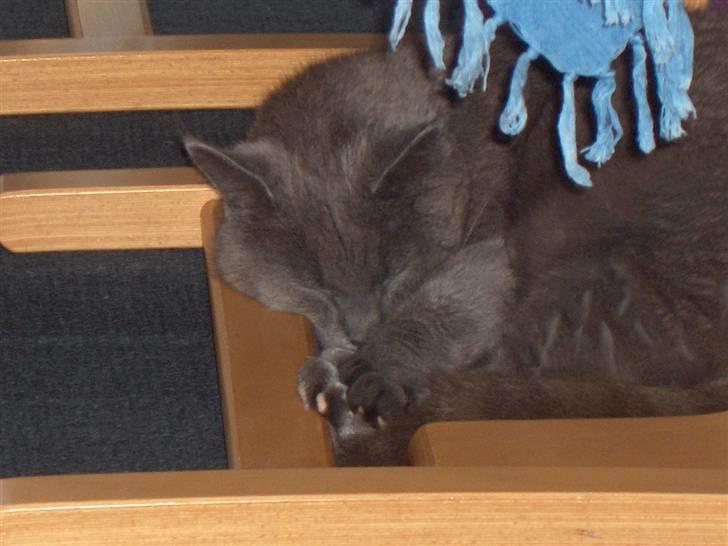 Blanding af racer Mille billede 15