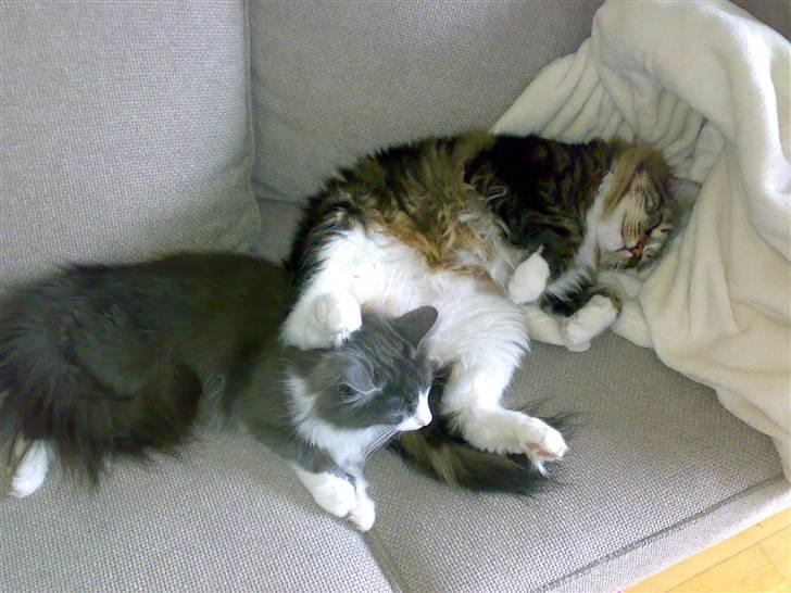 Norsk Skovkat Gizmo - this is life.. aaaah :) billede 20