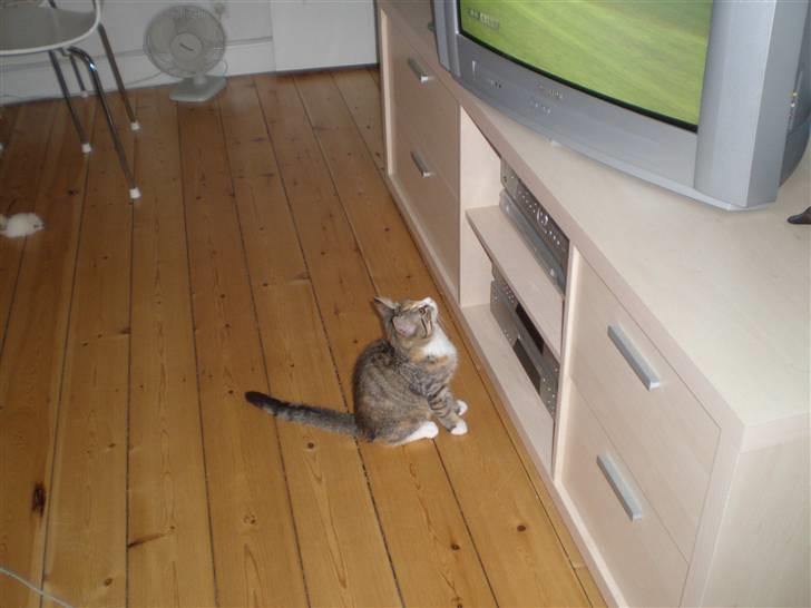 Blanding af racer Daisy billede 6