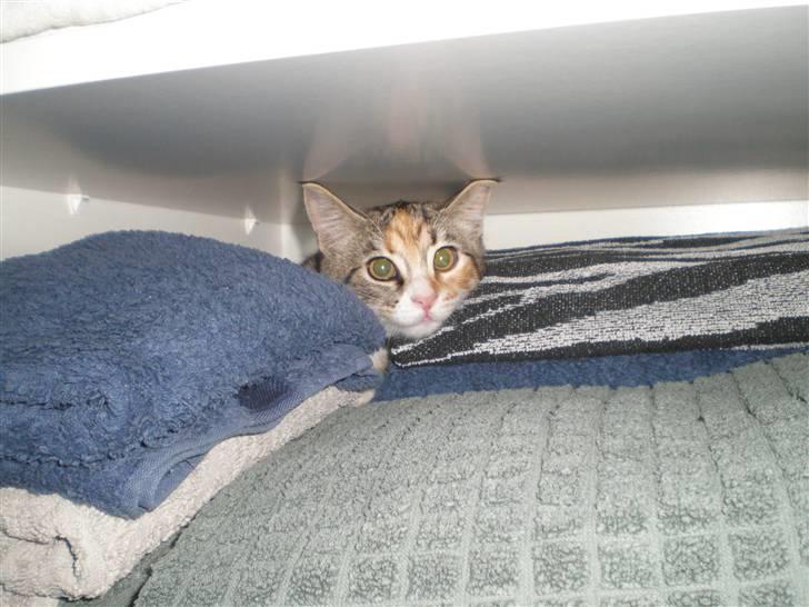 Blanding af racer Daisy billede 7