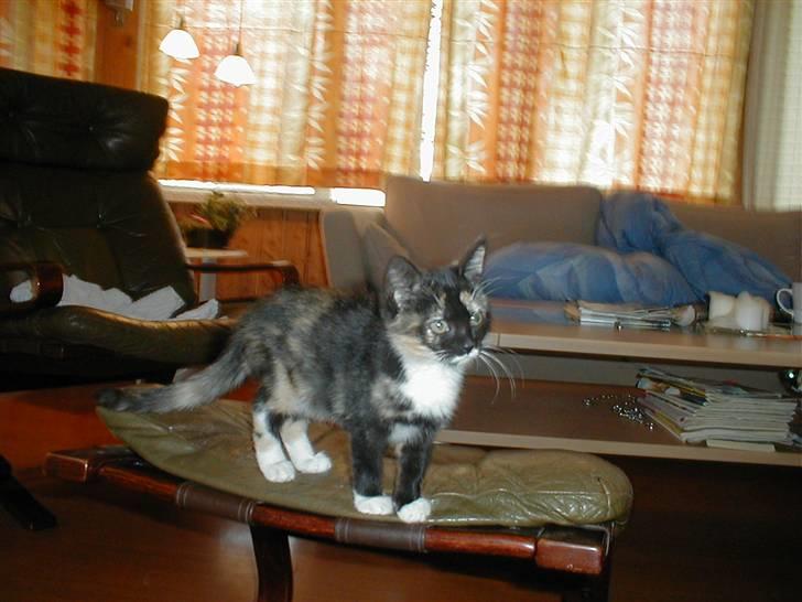 Blanding af racer Mulle Død:( - Hej og velkommen til Mulle´s profil. billede 1