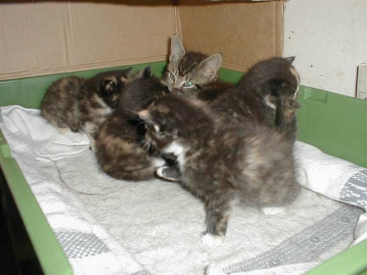 Blanding af racer Mulle Død:( - Her er hun med sine søskende og babysitter Baloo. billede 2