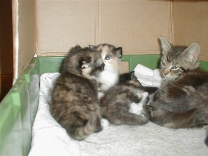 Blanding af racer Mulle Død:( - Og igen med søskende og babysitter Baloo. billede 3