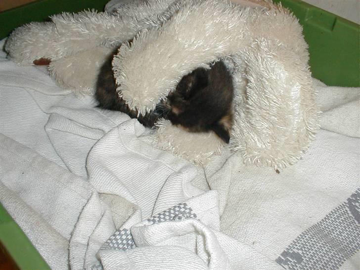 Blanding af racer Mulle Død:( - Kort efter mor blev kørt over, de fandt hygge og varme hos en tøjhund billede 4