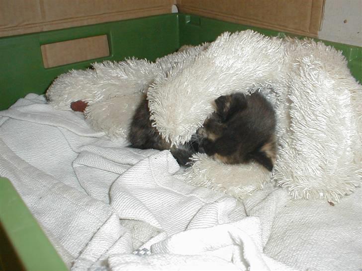 Blanding af racer Mulle Død:( - Mulle med tøjhunden <3 billede 5