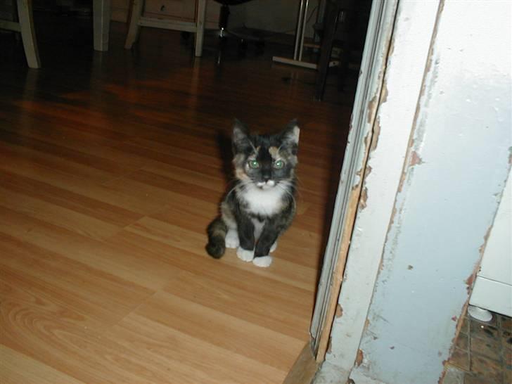 Blanding af racer Mulle Død:( - Hej, hvad laver du dog der? billede 6