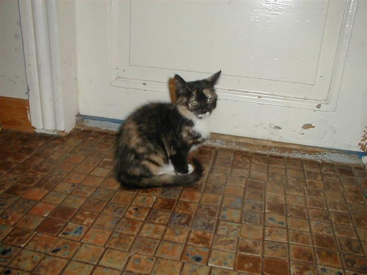 Blanding af racer Mulle Død:( - Der var altså noget der sagde vov bag den dør :O billede 7