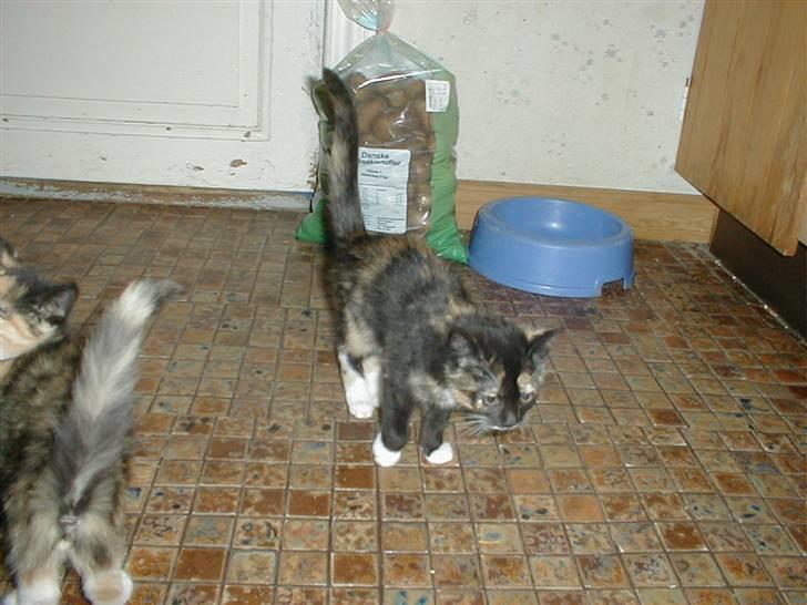 Blanding af racer Mulle Død:( - Jeg ved bare der er mad et eller andet sted her ude. billede 8