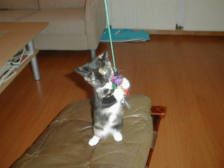 Blanding af racer Mulle Død:( - Wee nu skal vi lege. billede 9