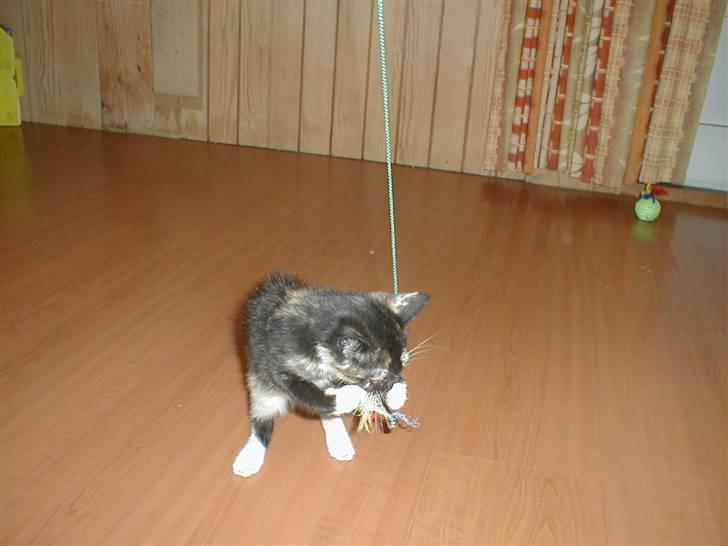 Blanding af racer Mulle Død:( - Jeg har den! billede 10