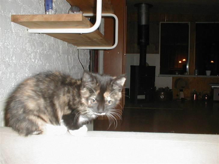 Blanding af racer Mulle Død:( - Nu er jeg ved at være træt. billede 11