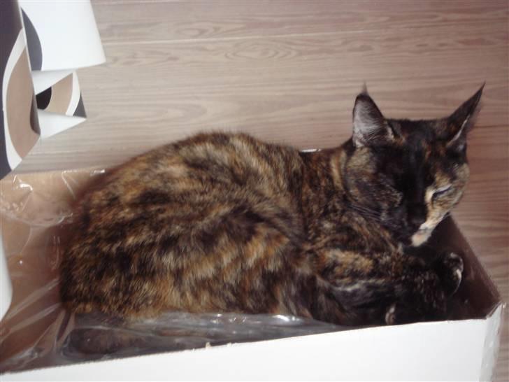 Blanding af racer Athenen - jeg elsker papkasser billede 8