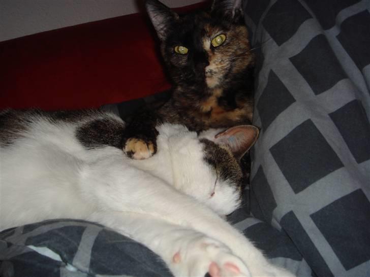 Blanding af racer Athenen - ja man skal jo vaske og passe på manden i huset :) billede 9