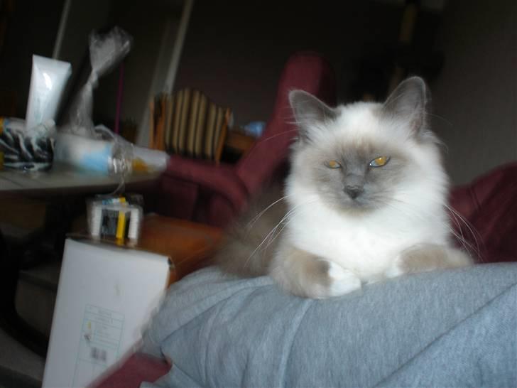 Hellig Birma Feleisa - Elsker at ligge på mors ben billede 7