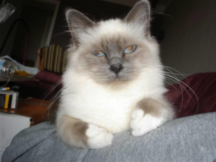 Hellig Birma Feleisa billede 8