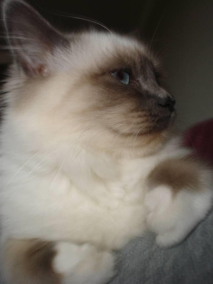 Hellig Birma Feleisa - Profil haha.. billede 9