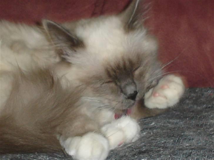 Hellig Birma Feleisa billede 10