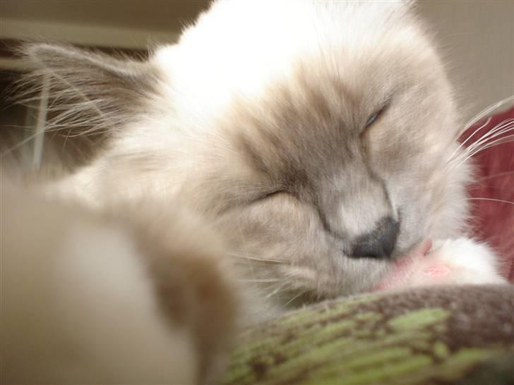 Hellig Birma Feleisa - Vaske dag.. billede 11