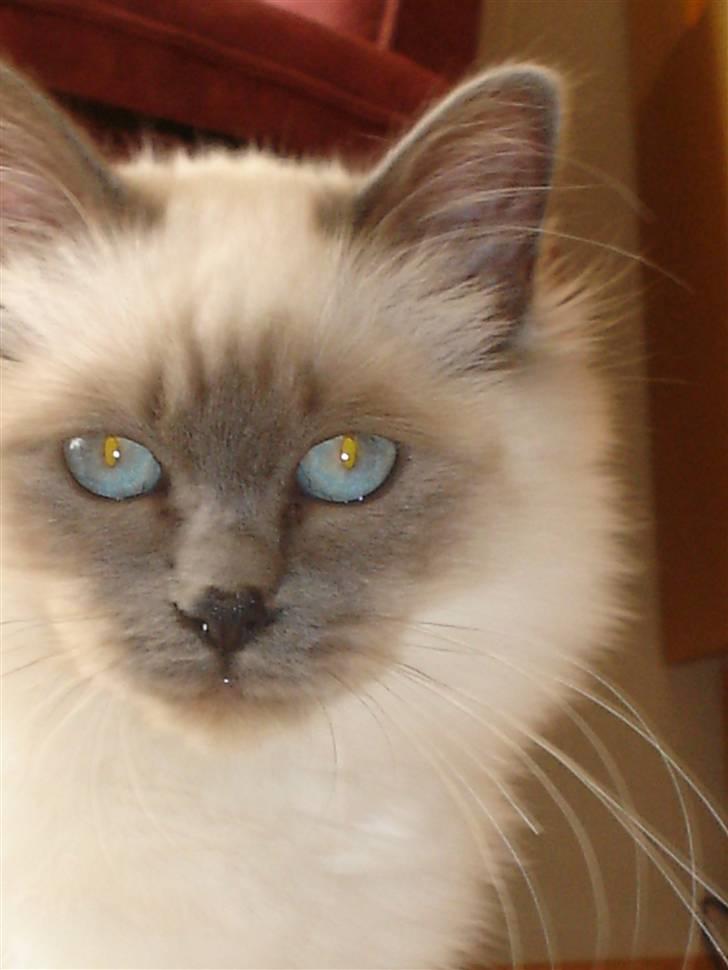 Hellig Birma Feleisa -     <3<3 billede 12