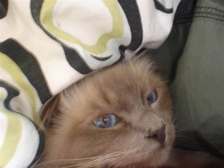 Hellig Birma Kasmir - Elsker at ligge under dynen og putte billede 9