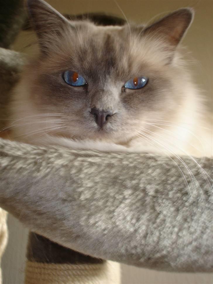 Hellig Birma Kasmir - Sover Shyy... billede 10