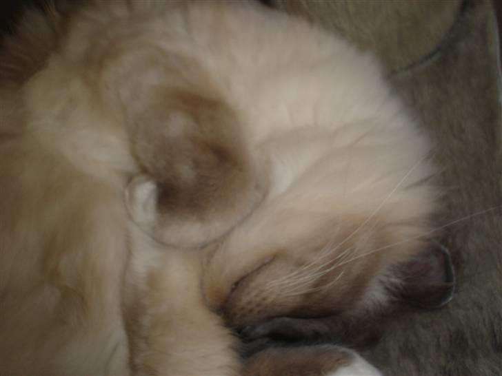 Hellig Birma Kasmir billede 11