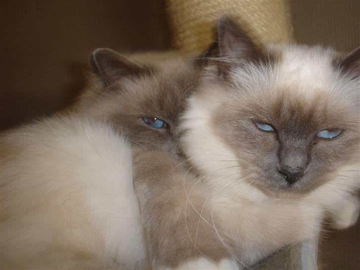 Hellig Birma Kasmir - Ligger og nyder livet bag min halv-søster smiller.. billede 12