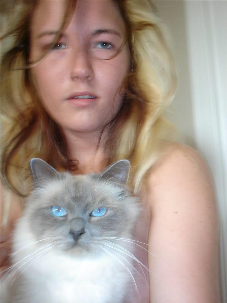 Hellig Birma Kasmir - Mor og Kasmir tideligt om morgen billede 13