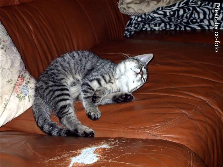 Blanding af racer Maggie -  Åhhhhhh det så HÅRDT og være en killing. billede 16