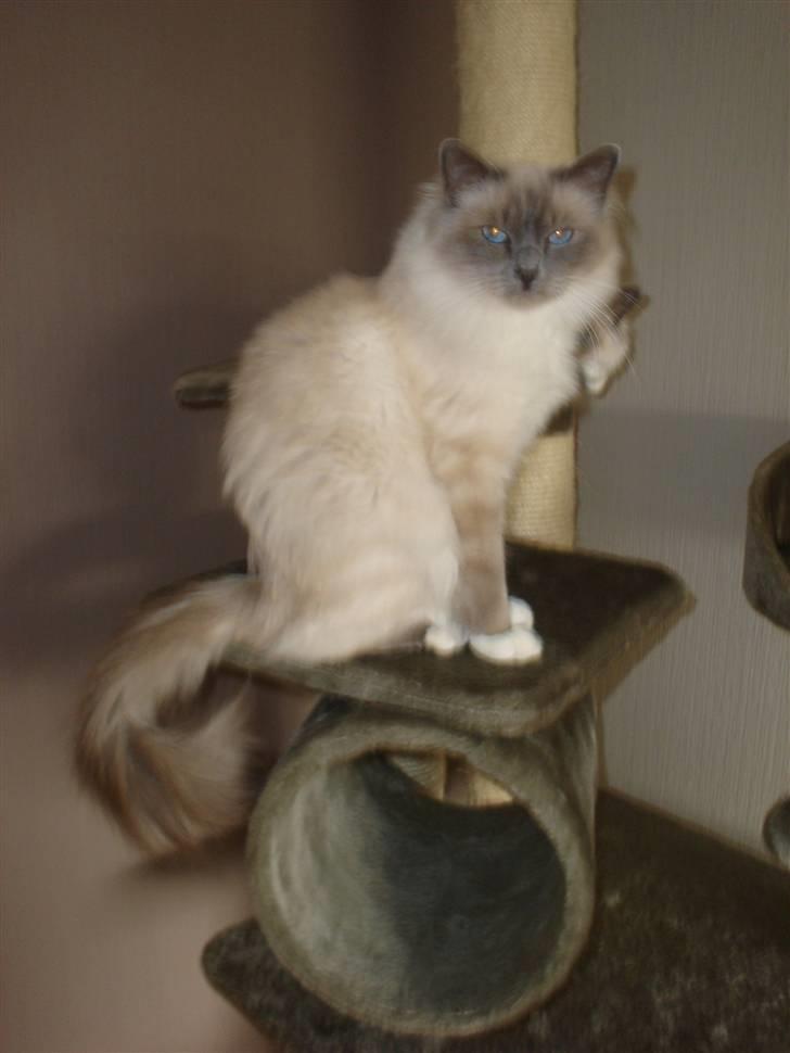 Hellig Birma Kasmir - Fuld størelse hehe billede 14