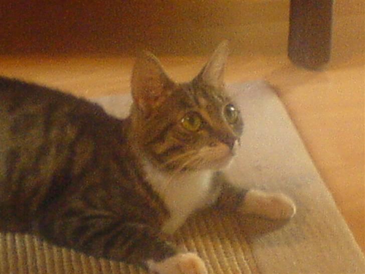 Huskat Lilo - Lilo ligger klar. billede 11