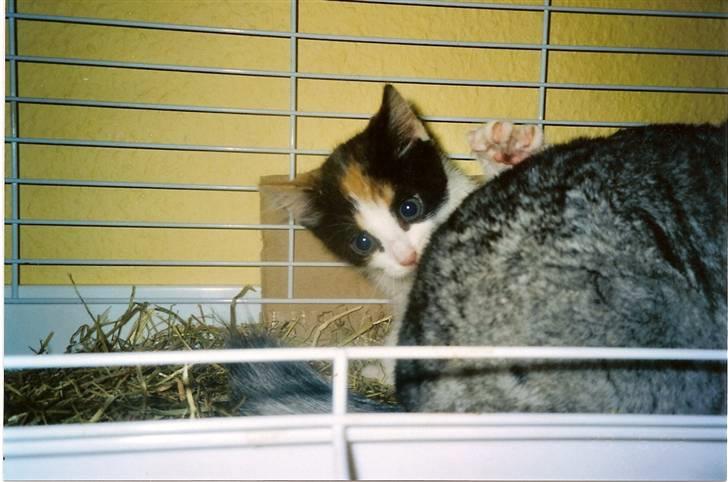 Huskat Frida billede 7