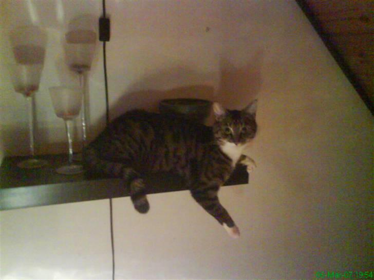 Huskat Lilo - Lilo ligger på vores hylde billede 12