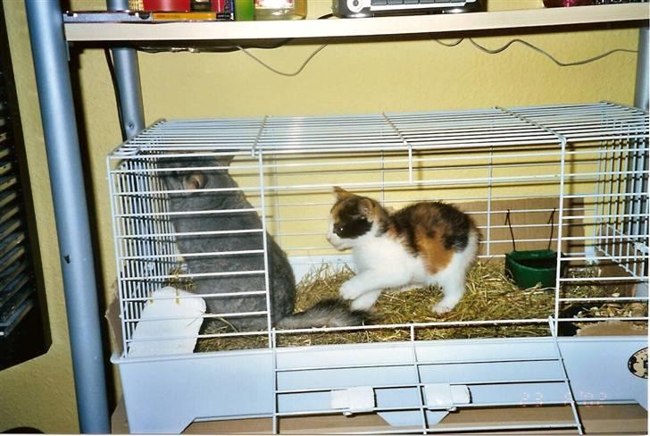 Huskat Frida billede 8