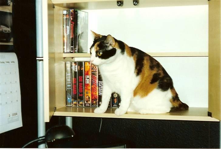 Huskat Frida billede 9