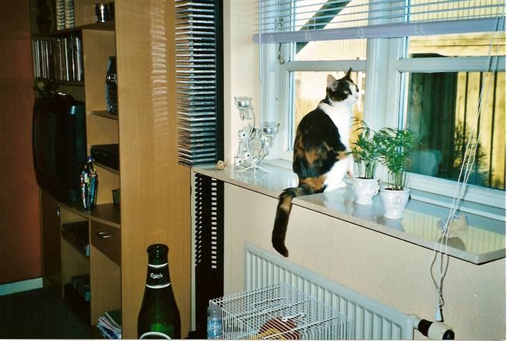 Huskat Frida billede 10