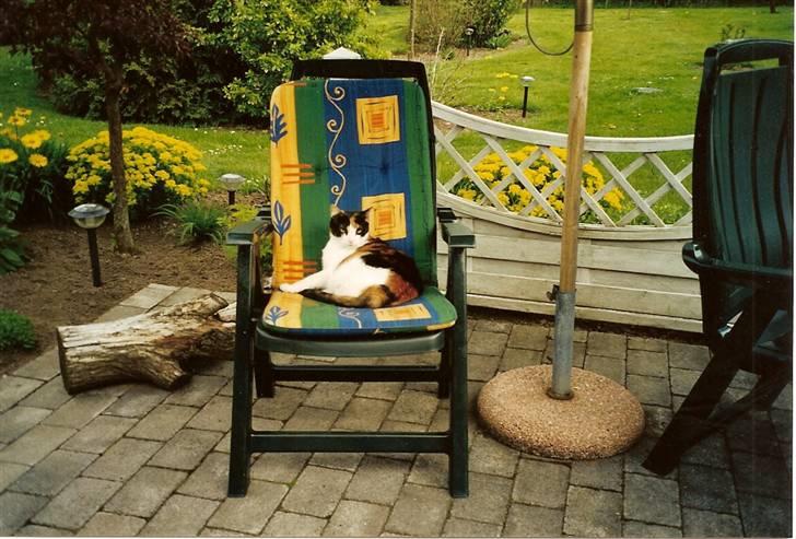 Huskat Frida billede 11