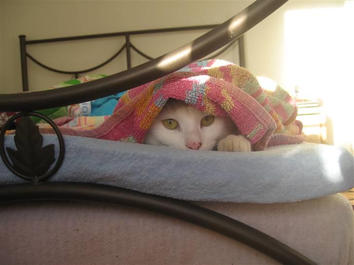 Blanding af racer Sylvester - elsker at ligge mig under dyner, tæpper, tøj eller håndklæder, det er bare det bedste.. billede 2