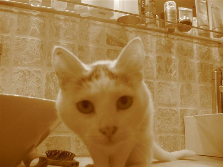 Blanding af racer Sylvester - hva sidder du og laver...? billede 4