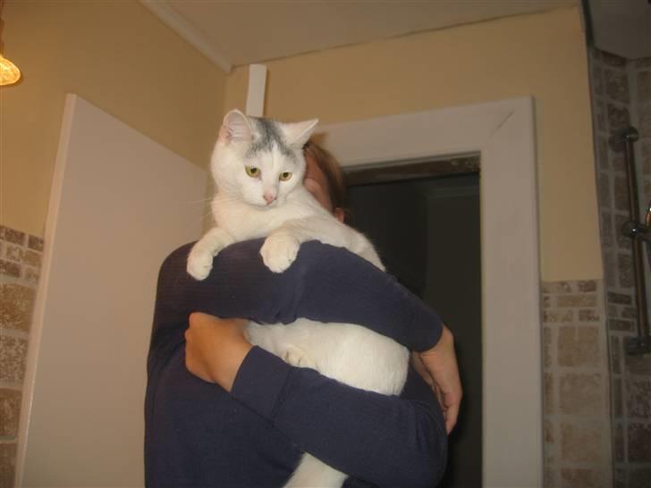 Blanding af racer Sylvester - sidder oppe ved min moster.. :D billede 5