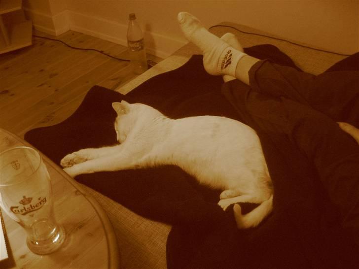 Blanding af racer Sylvester - så tar vi vist lige en slapper... billede 6