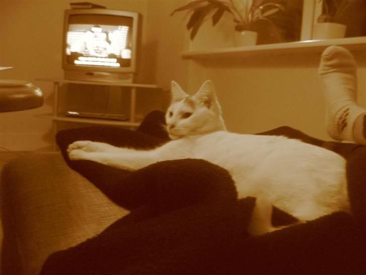 Blanding af racer Sylvester - uhhh, hva var det... billede 7