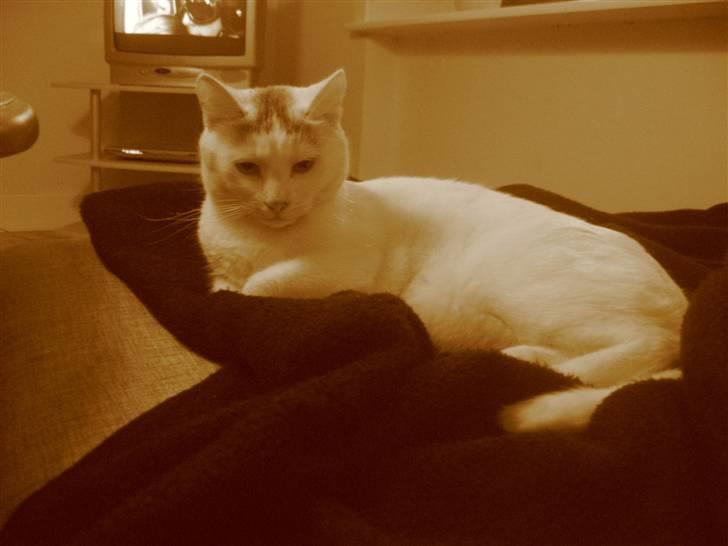 Blanding af racer Sylvester - hm hmm billede 9