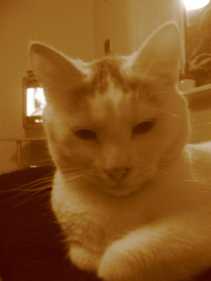 Blanding af racer Sylvester - smut sagde jeg,, billede 10